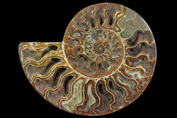 Cut Ammonite Fossil (Half) - Crystal Chambers #78336